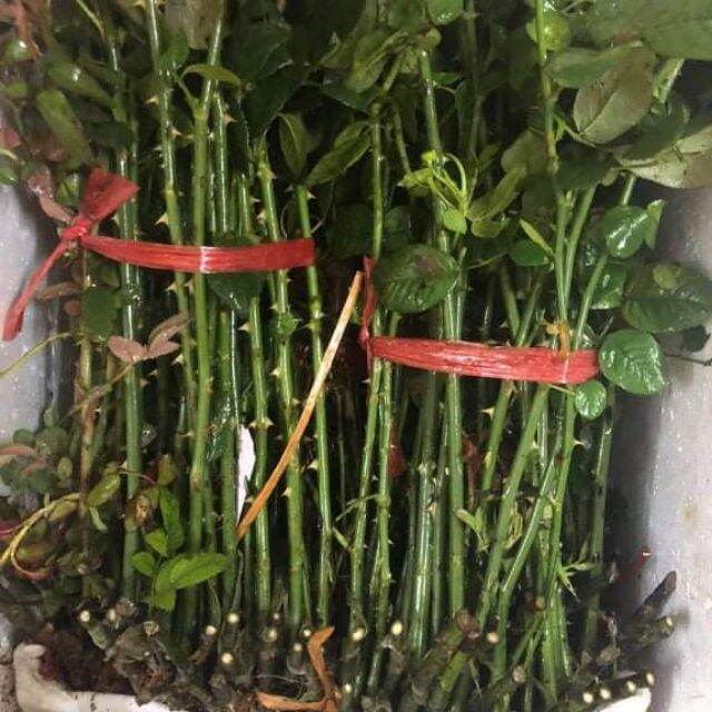 5 cây giống hồng leo