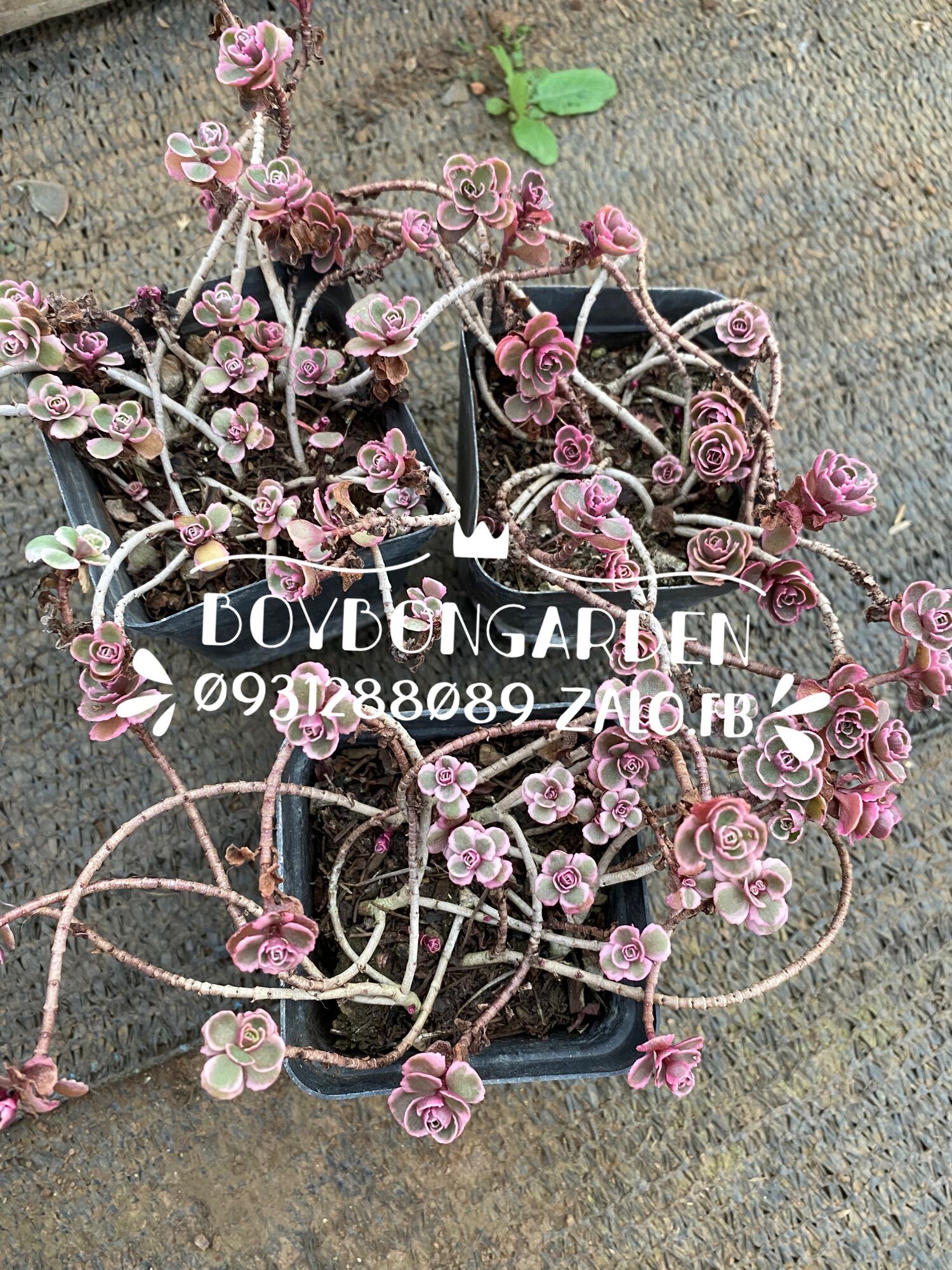Cây sen đá sedum huyết long var