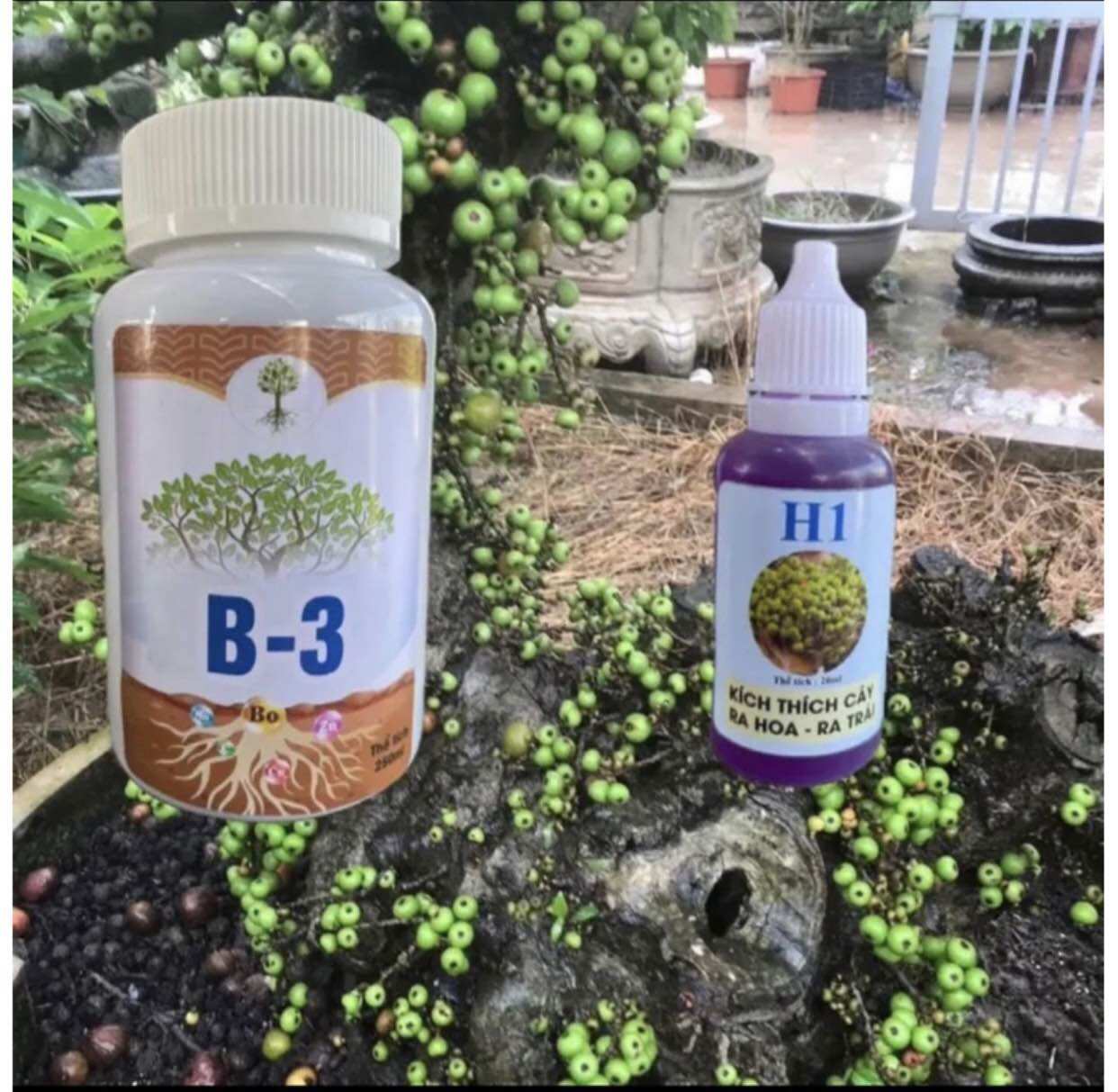 H1+B3 combo kích sung ra hoa và kích quả