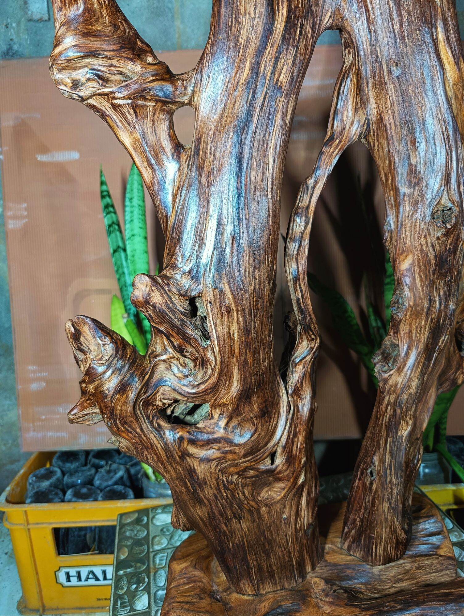 lũa gỗ thơm ngọc am đỏ hà giang