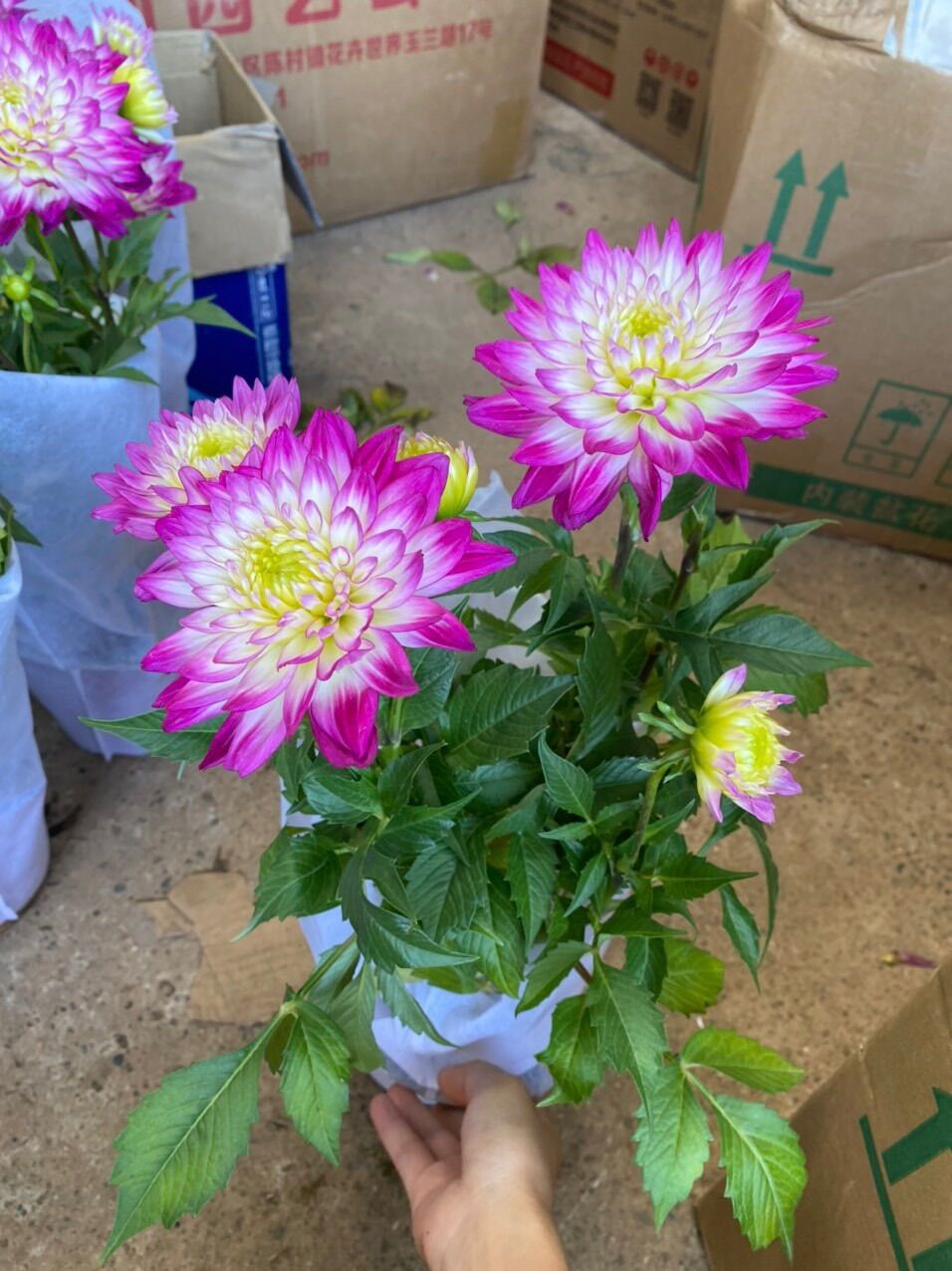 Củ giống hoa thược dược cánh sen(1 củ) HOA TẾt