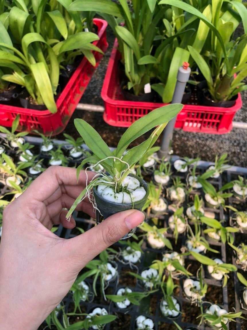 Vũ nữ Lava đỏ giống
