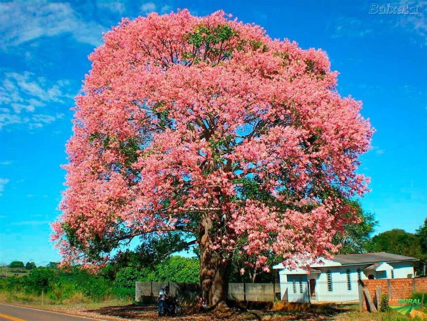Cây giống Mỹ nhân thân gỗ