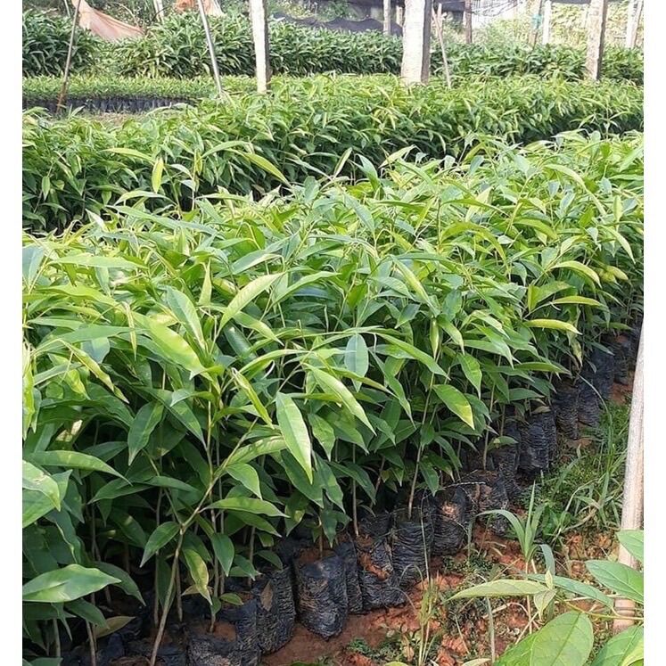 Combo 10 cây trầm hương
