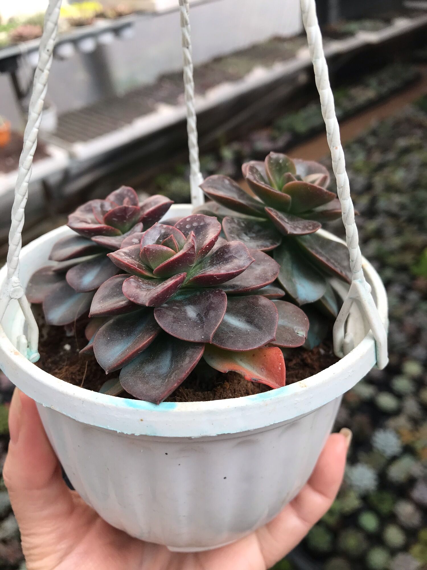 Sen đá nhật nguyệt cute size chậu treo mini
