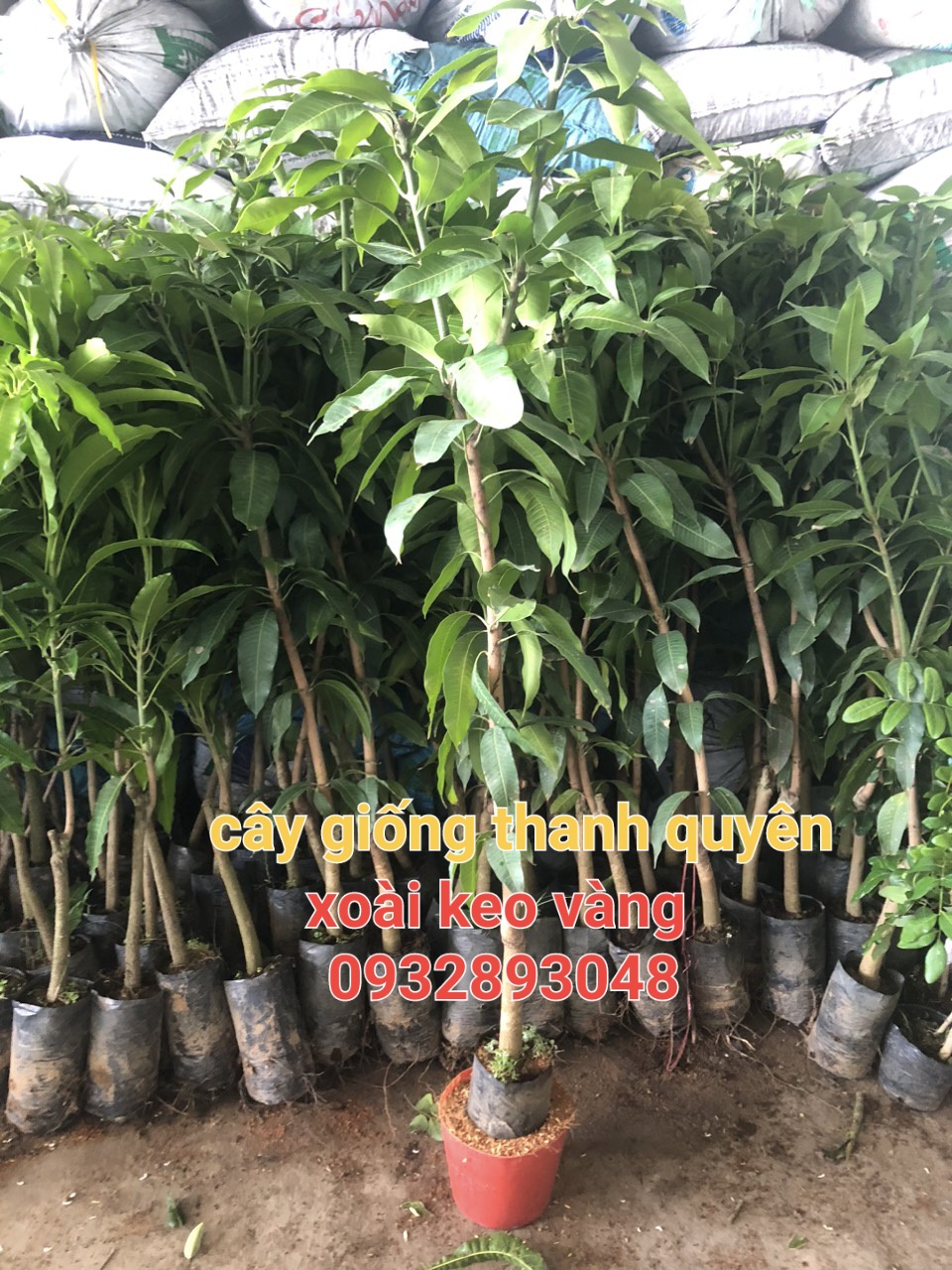 Cây giống xoài keo,cam kết chuẩn giống