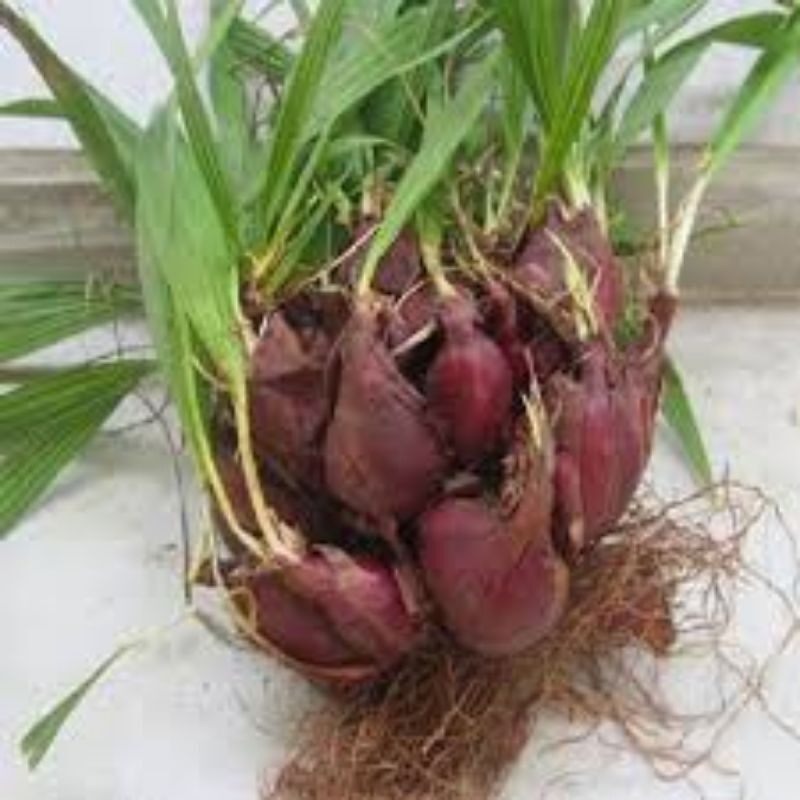 Sâm hành( hành Tây Dayak,sâm đại hành),chậu giống