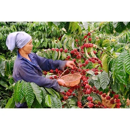 CÀ PHÊ MÊ TRANG ARABICA (100% HẠT ARABICA TÚI 500G)