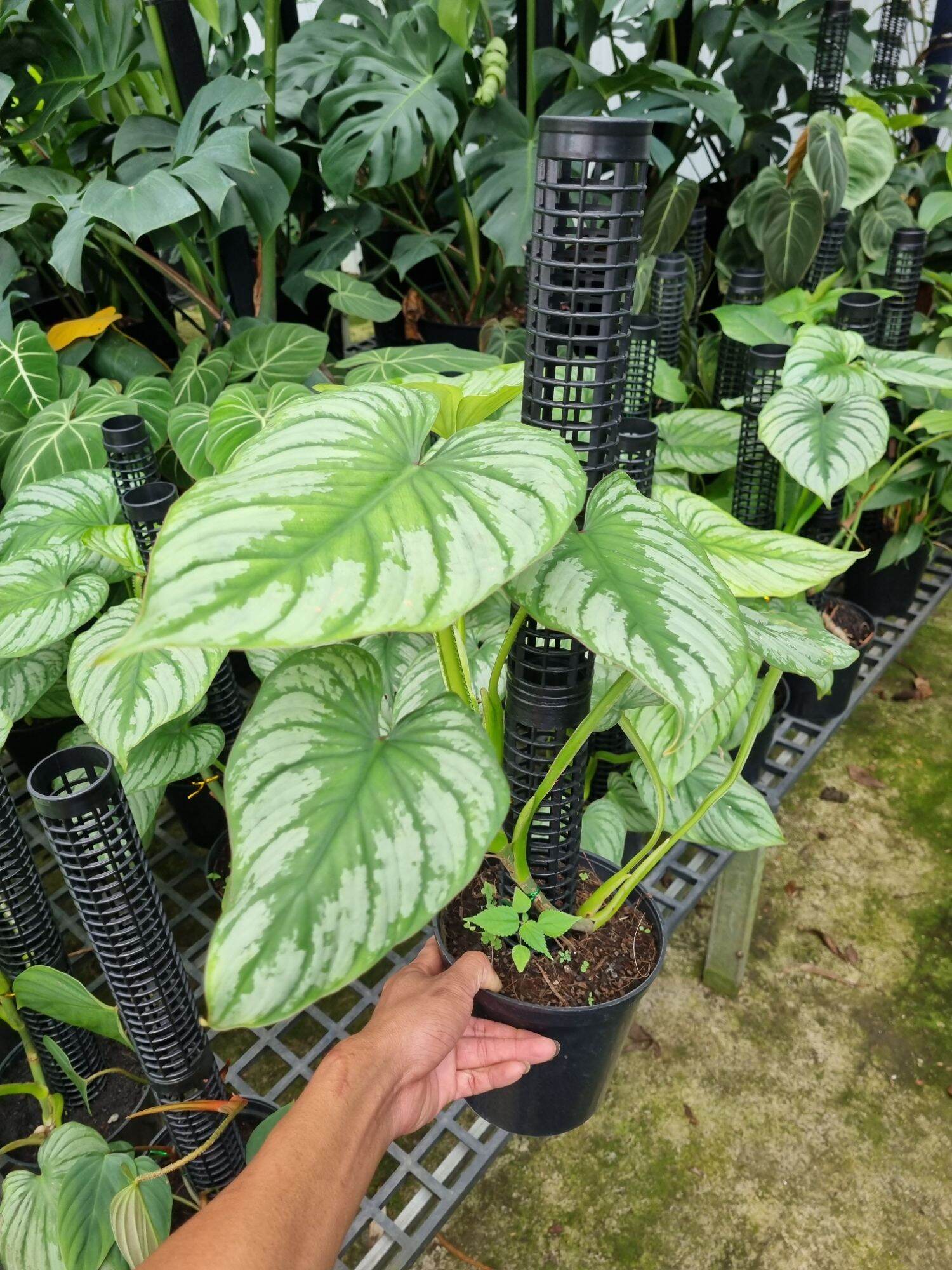 Cây Philodendron Mamei