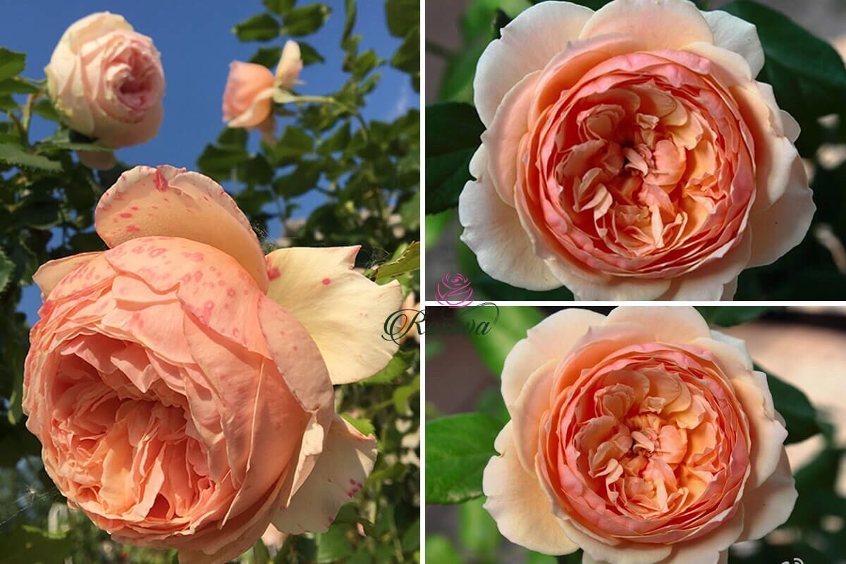 Hoa hồng Masora Rose - hồng leo, hoa thơm