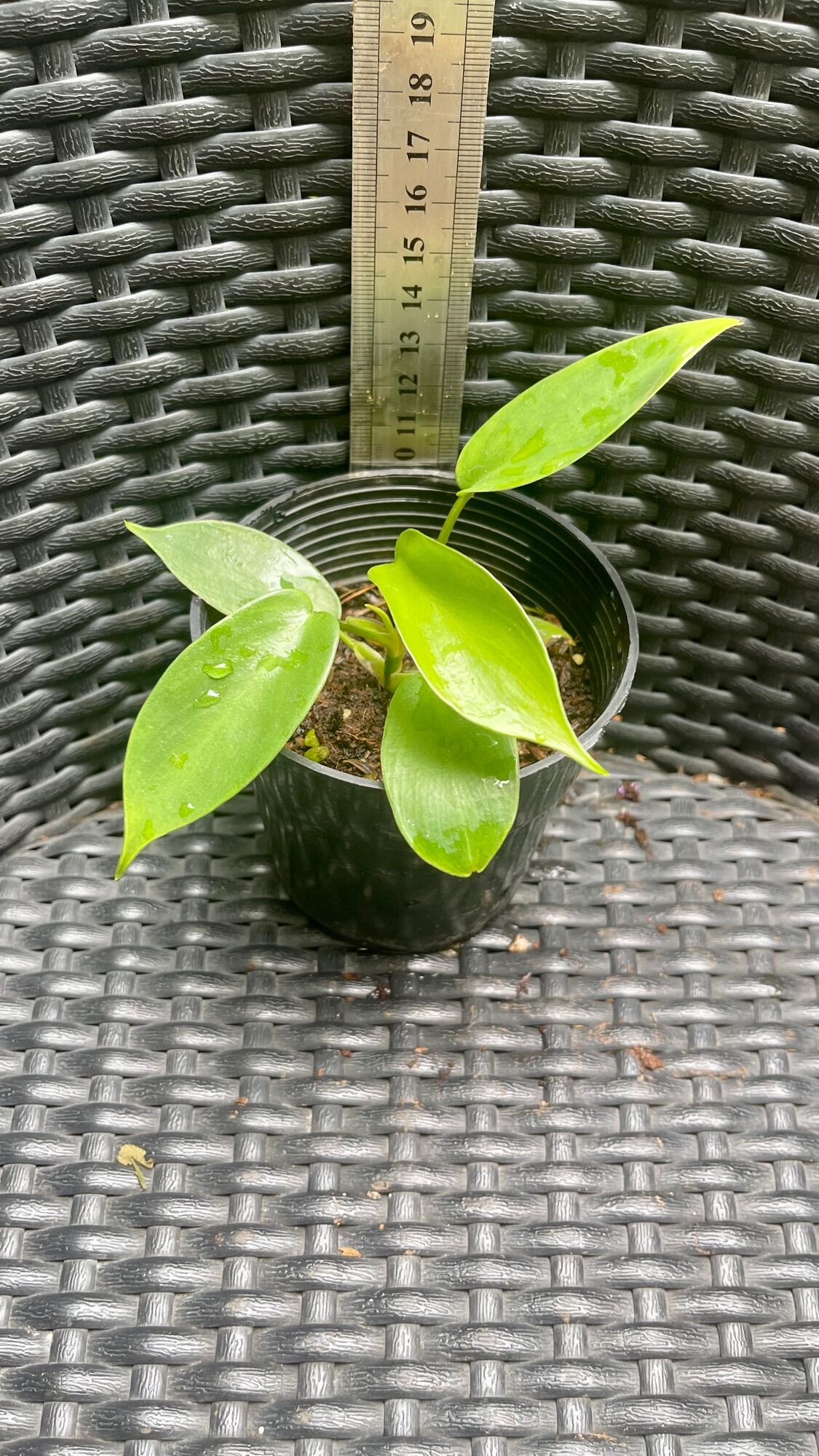 Cây trầu bà cánh én philodendron florida beauty