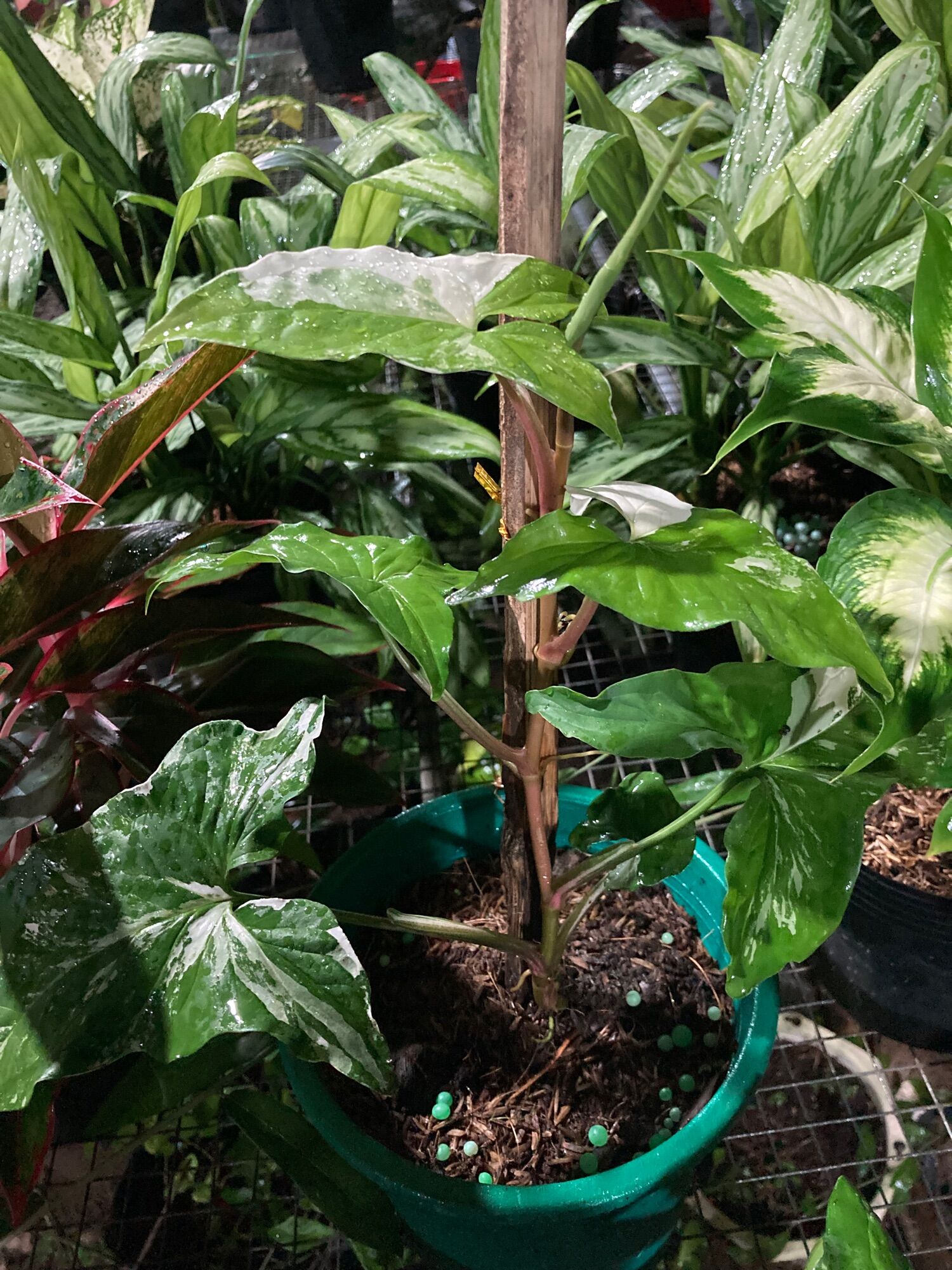 Syngonium albo