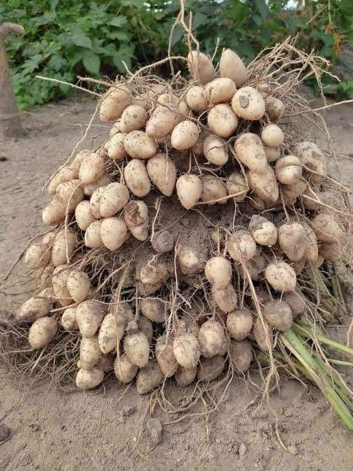 1 BẦU CÂY GIỐNG CỦ LÙN