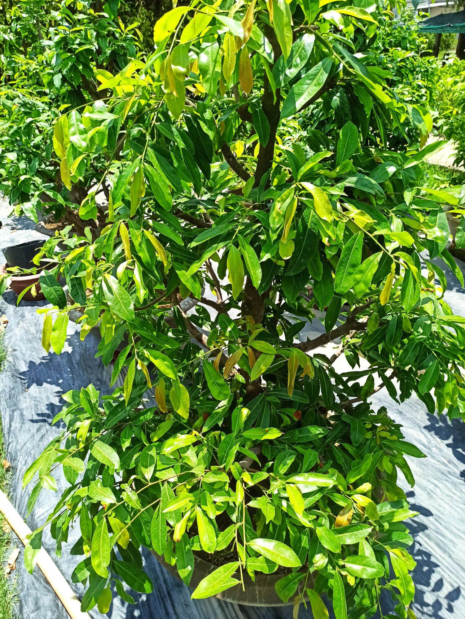Kích rễ Root USA kích rễ cực mạnh (hủ 500g)