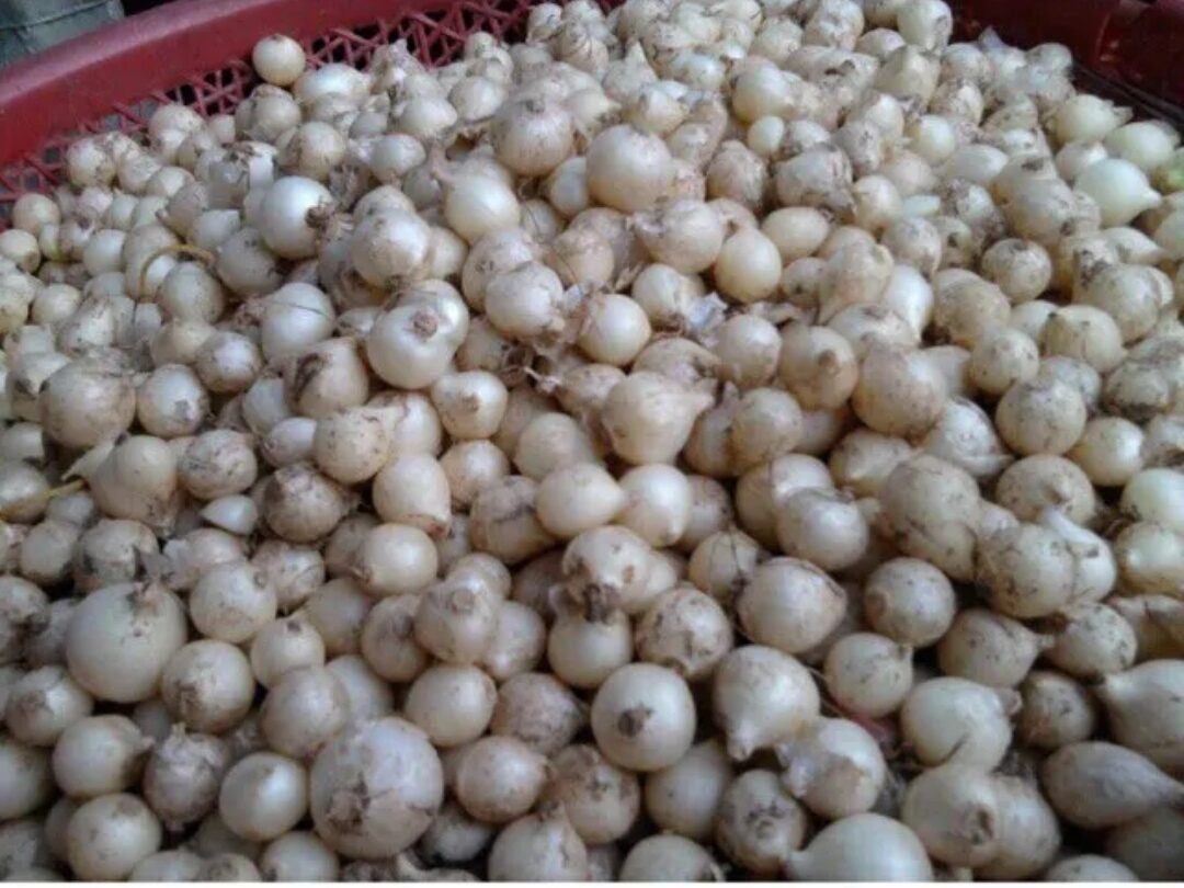 1kg củ nén hành tăm, củ nhỏ (đặc sản Quảng Trị)