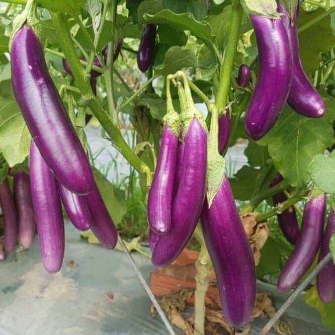 Gói 100 hạt giống cà tím dài lên mầm rất tốt