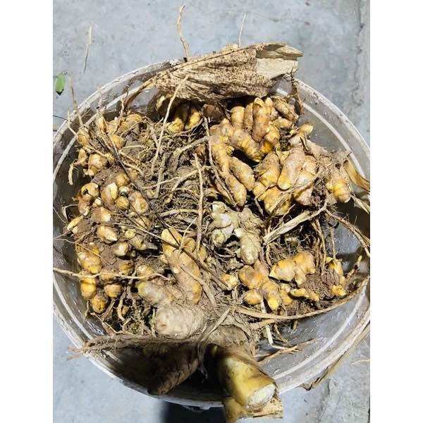 nghệ đen giống cũ (1 củ giống)