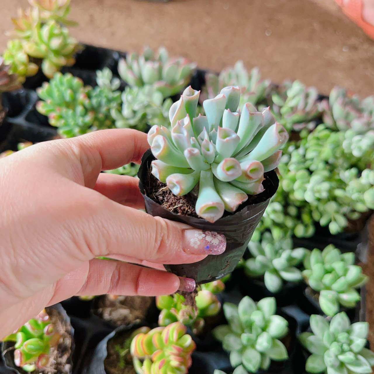 Sen đá ống điếu trắng cute size bầu