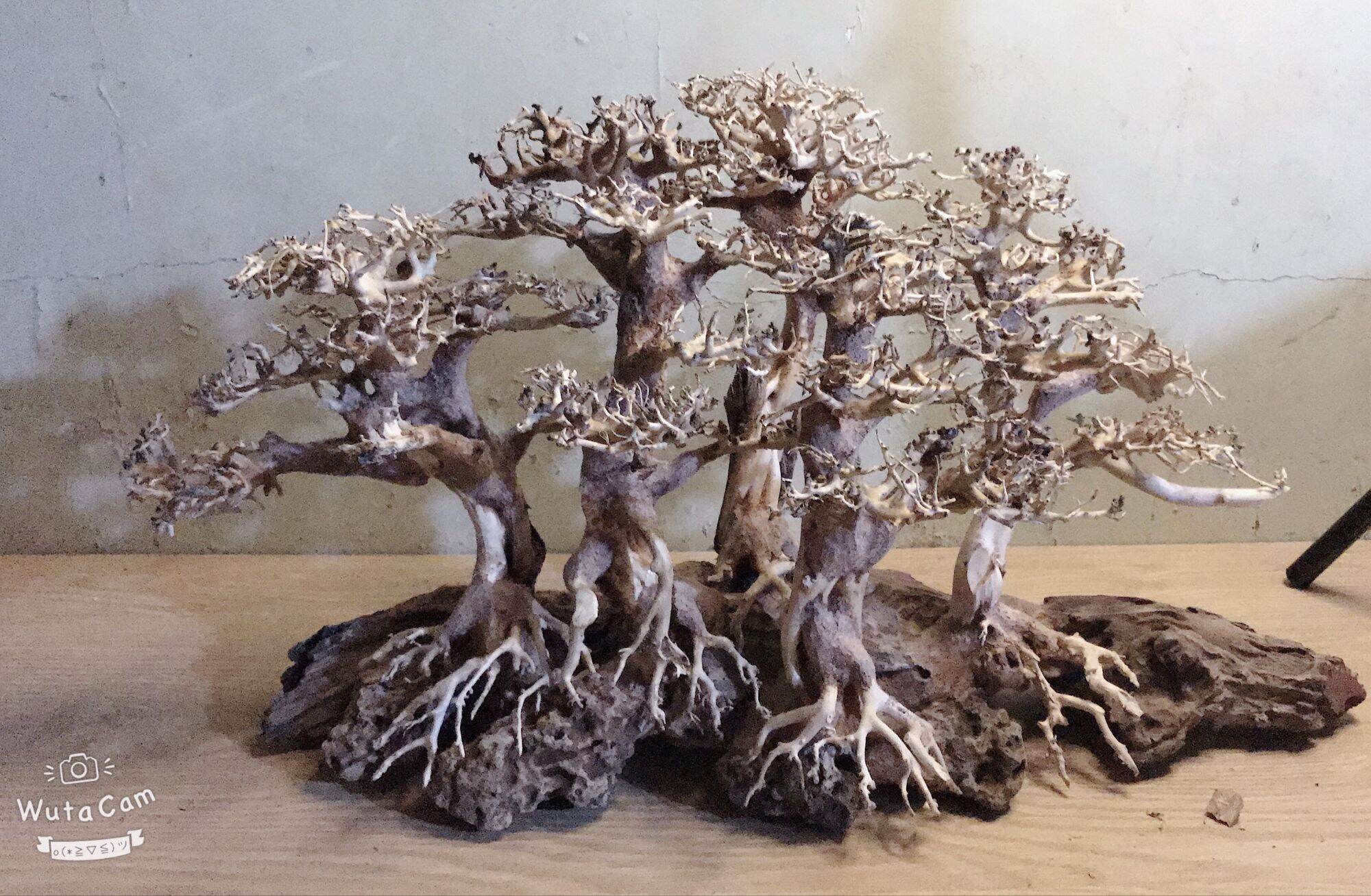 Cây gỗ lũa bonsai dáng cổ thụ cho hồ thủy sinh