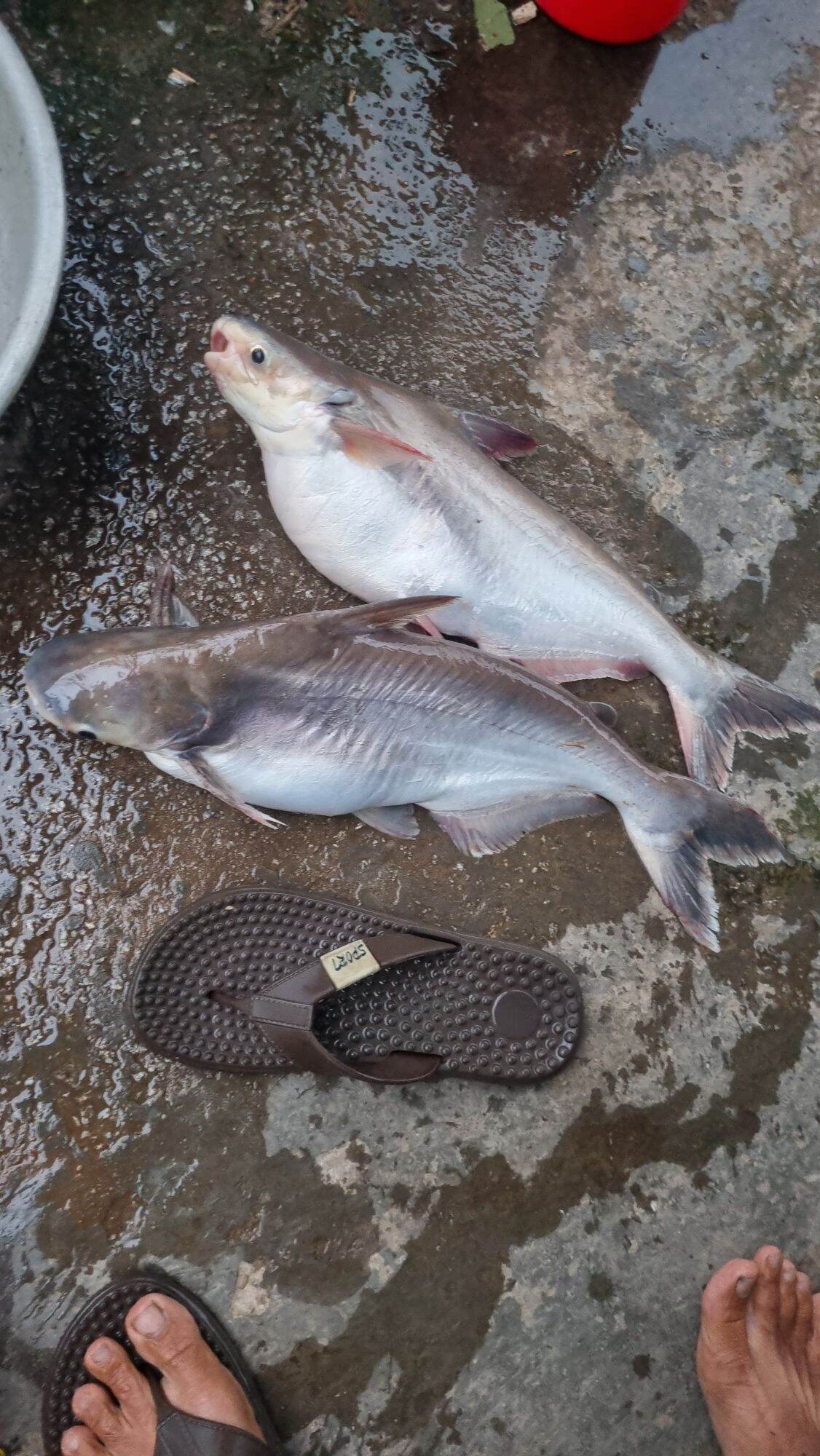 MỒI CÂU CÁ LĂNG DA TRƠN 500G