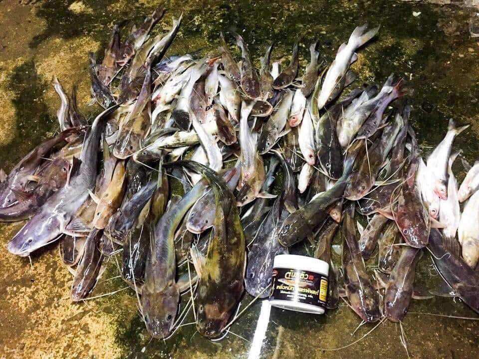MỒI CÂU CÁ LĂNG THÁI LAN 250G