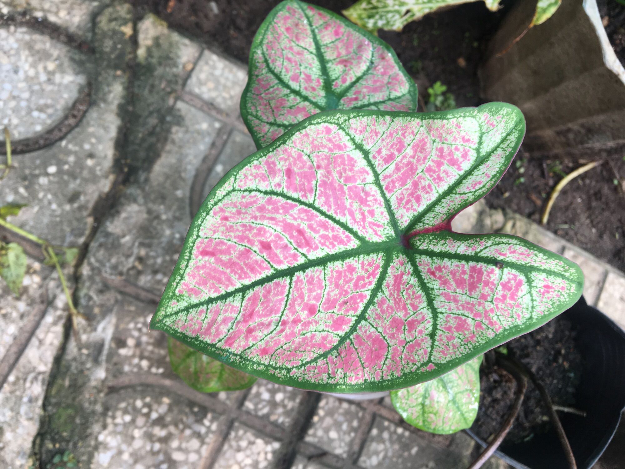 Cây giống caladium môn kiểng ngoại