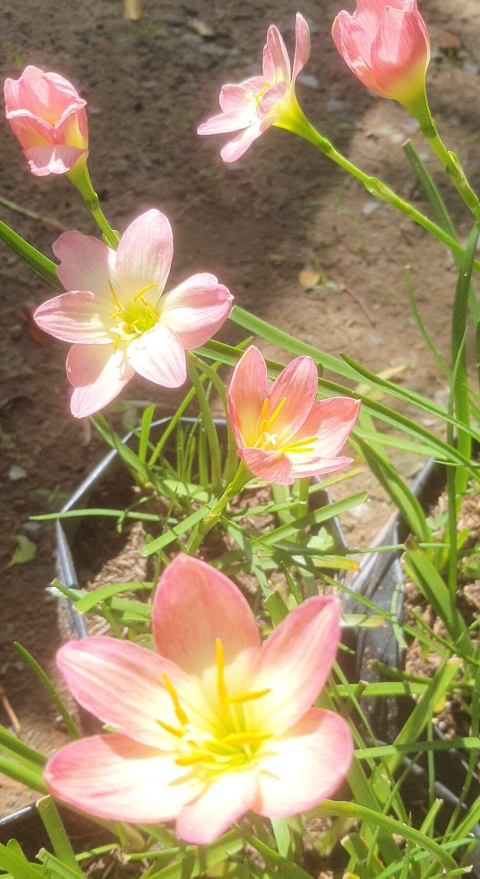 20 củ HOA HUỆ MƯA MIX MÀU.