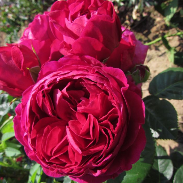 Hoa hồng Ascot Rose - hồng bụi, hoa thơm
