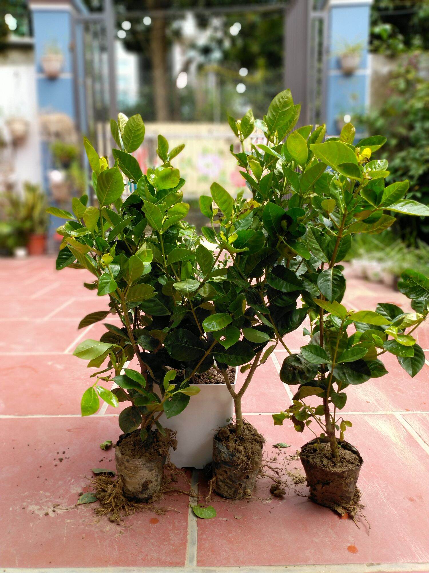 Cây Bạch Thiên Hương