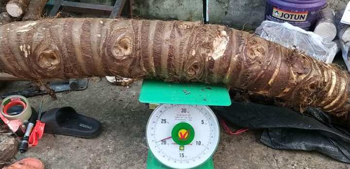 10kg bạc hà núi củ to lâu năm