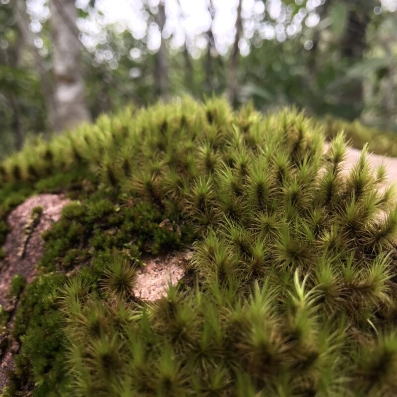 Rêu Common Haircap