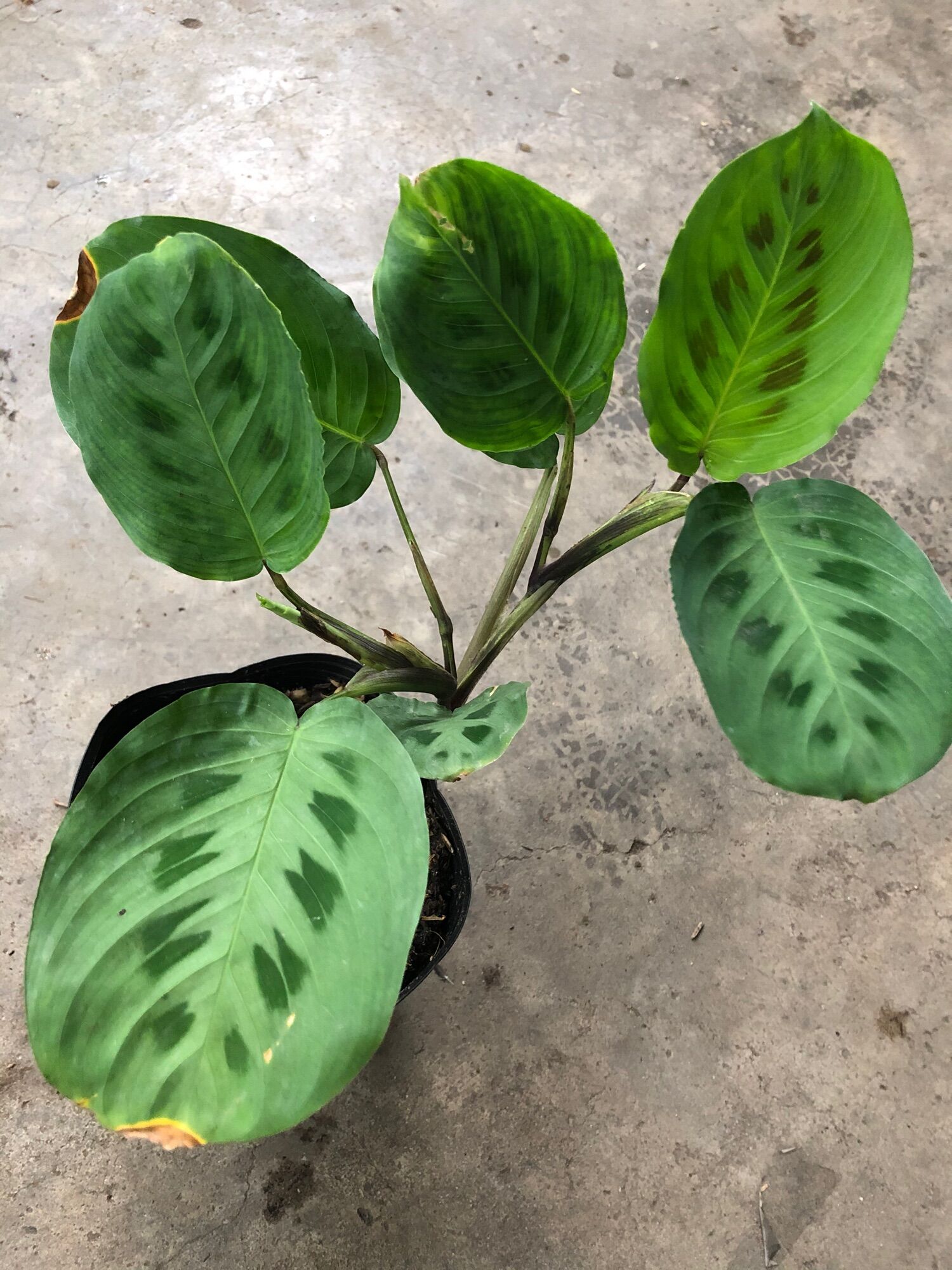 Cây đuôi công xanh/ green maranta