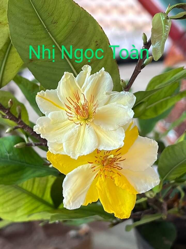 Mai Giống Nhị Ngọc Toàn