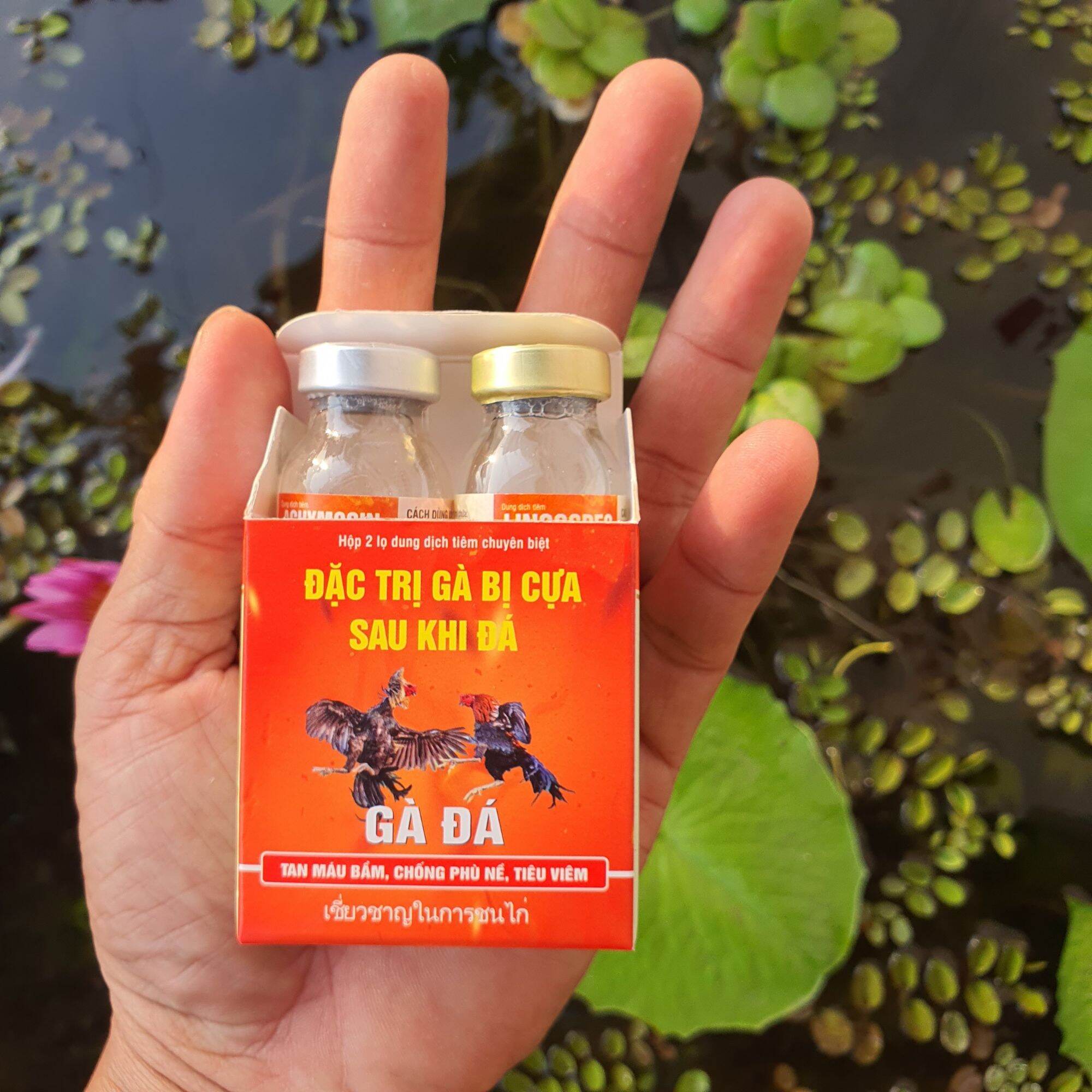 gà bị cựa sau đá
