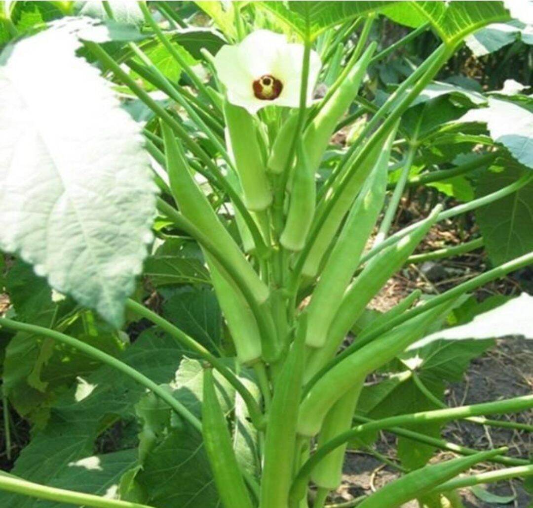 Đậu bắp tươi-1Kg