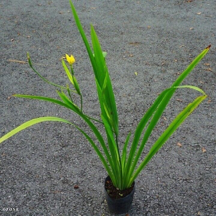 Cây lan rẽ quạt