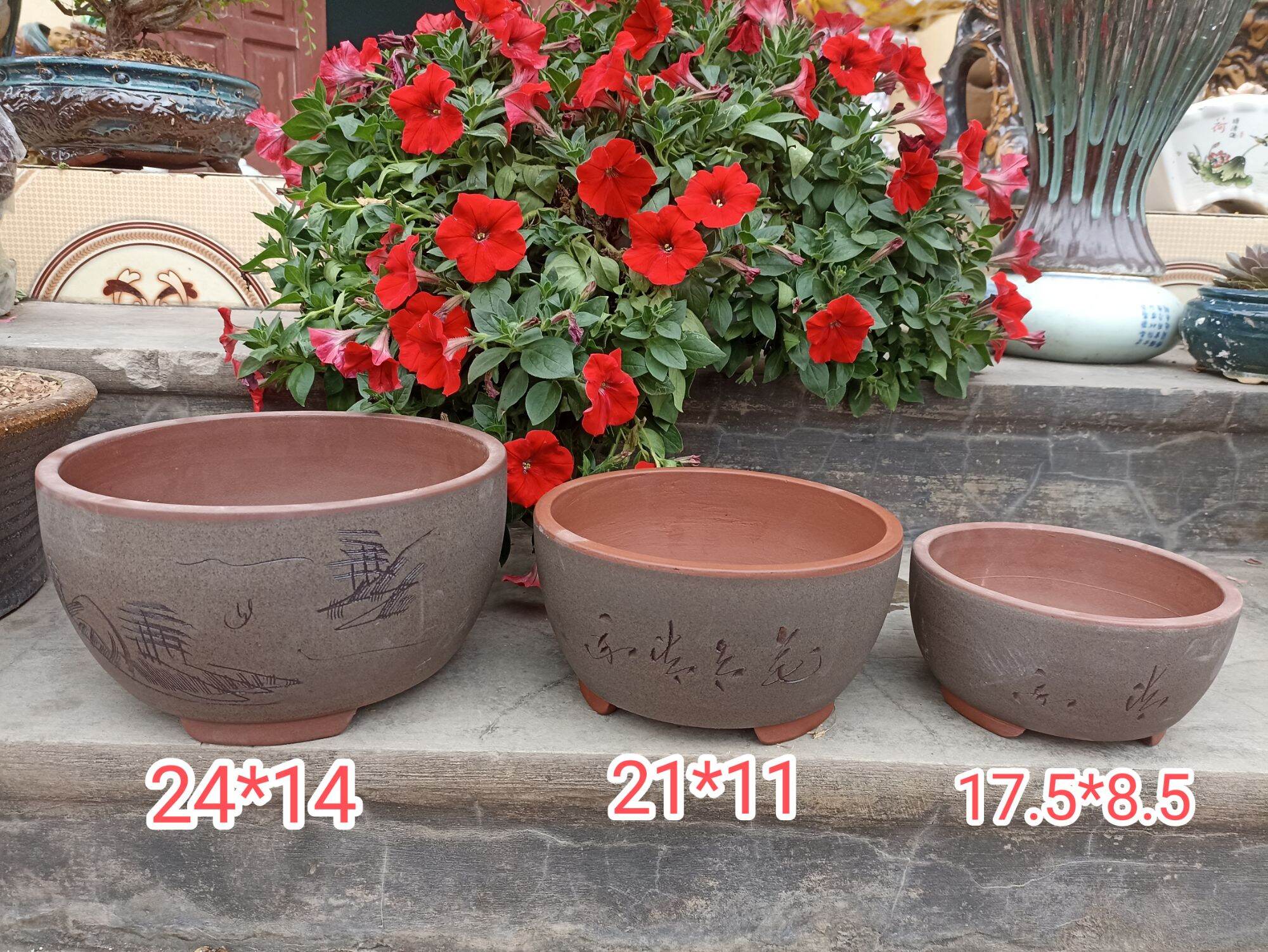 bộ 3 chậu Tàu bonsai