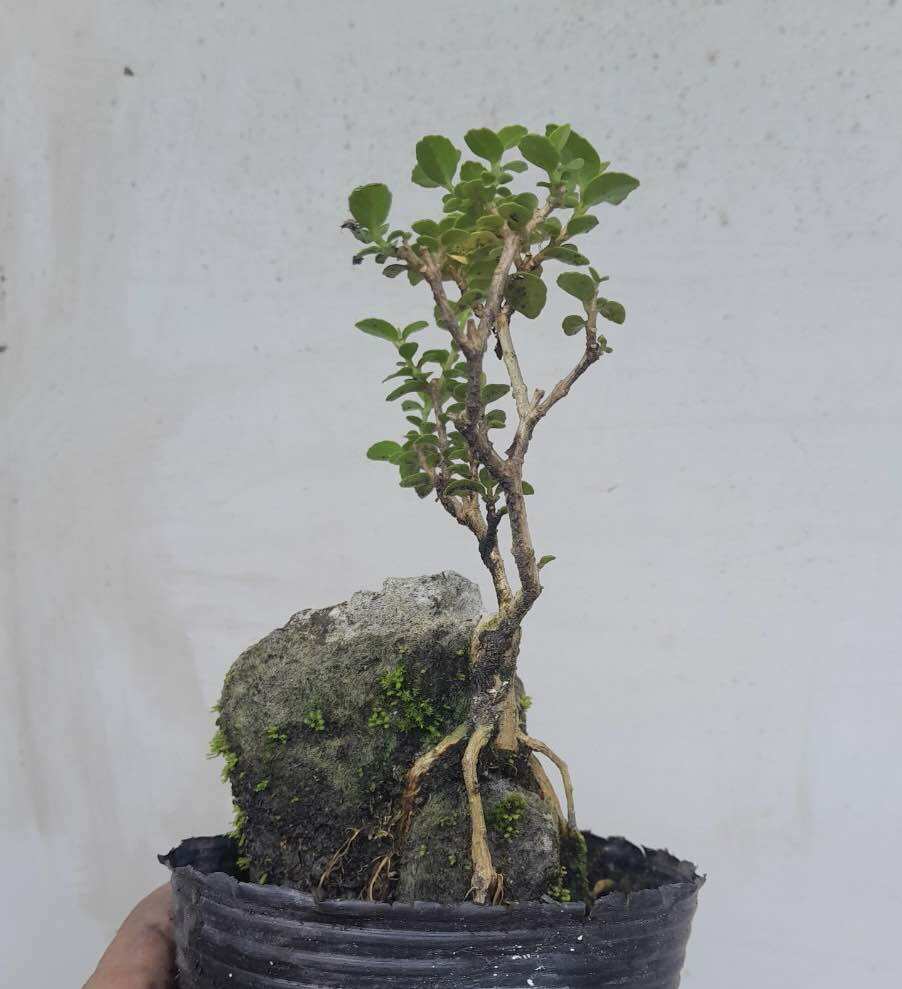 Sam hương ôm đá bonsai mini