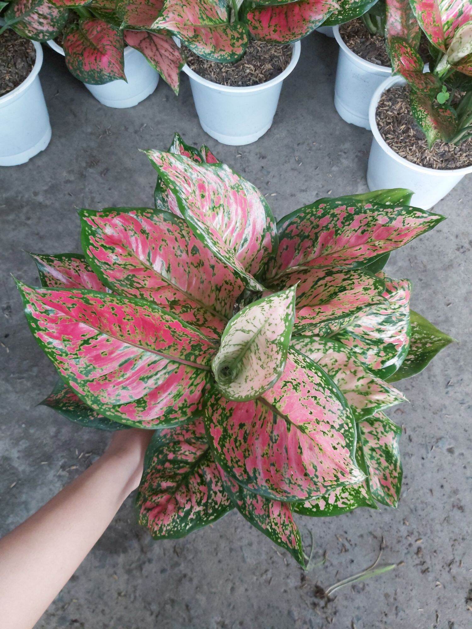 Cây Vạn Lộc 3 thân