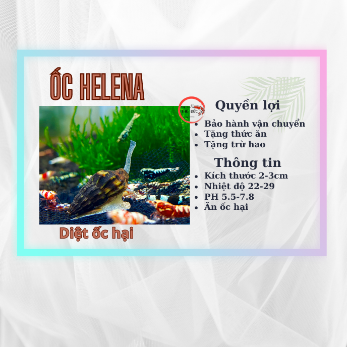 5 ốc helena ăn ốc hại bể thủy sinh