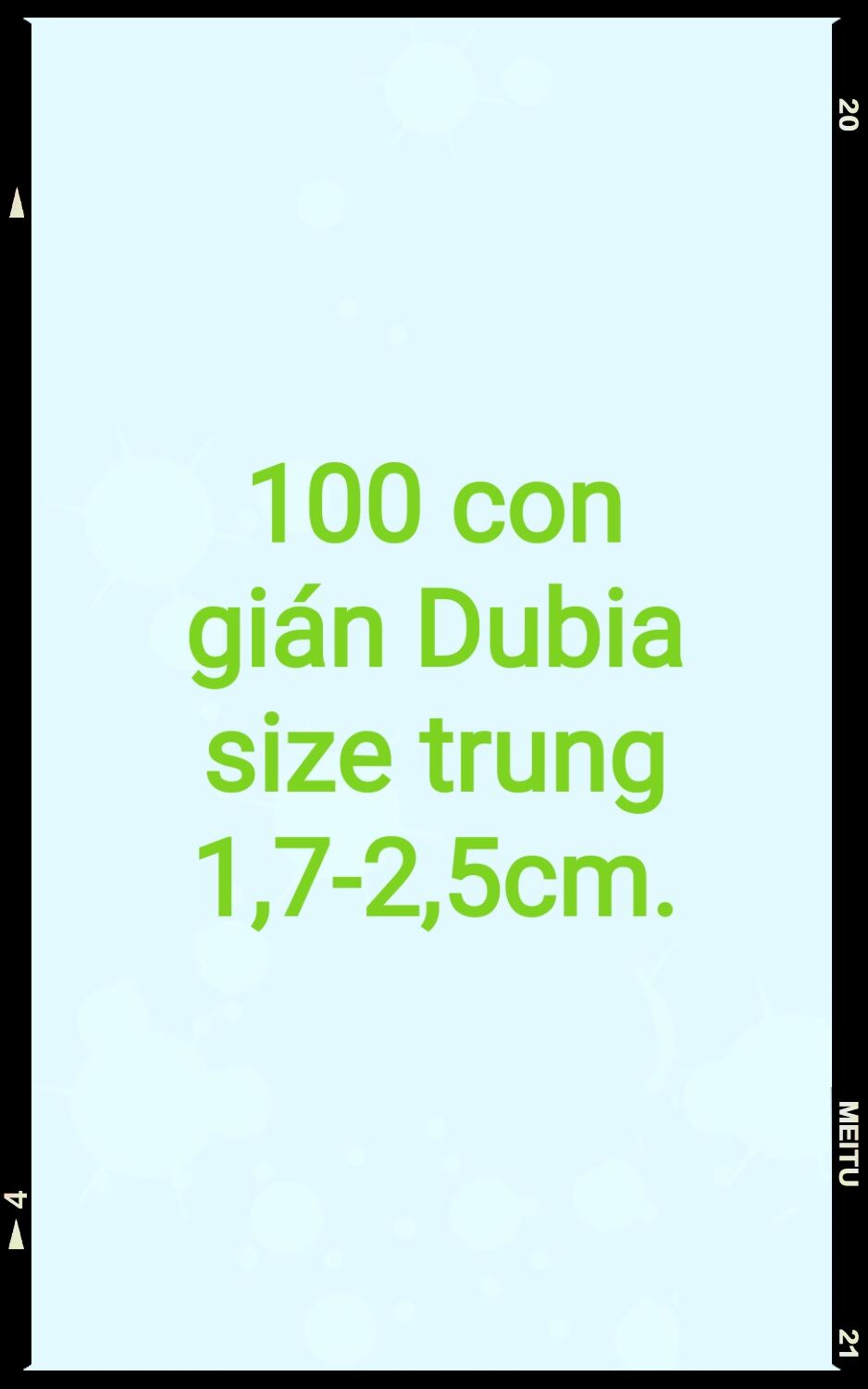 Hộp 100 con gián Dubia size trung 1,7-2