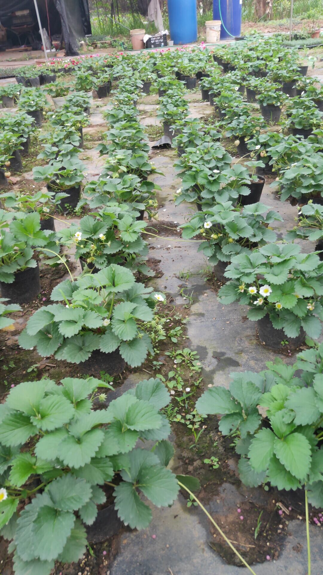Dâu tây bầu ổn định đang hoa quả non