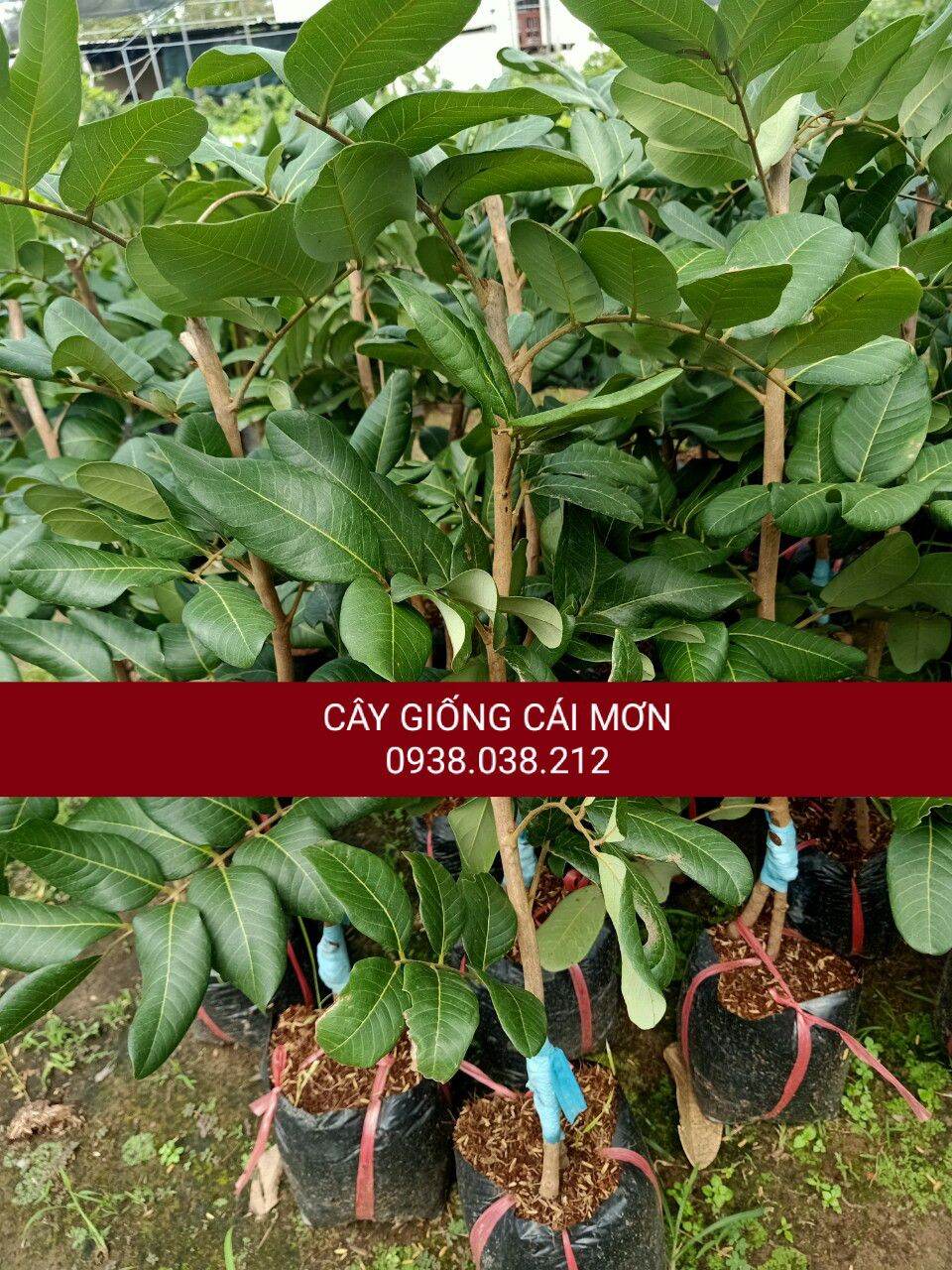 CÂY GIỐNG THANH NHÃN ( CÂY ĐẸP , CHUẨN F1 )