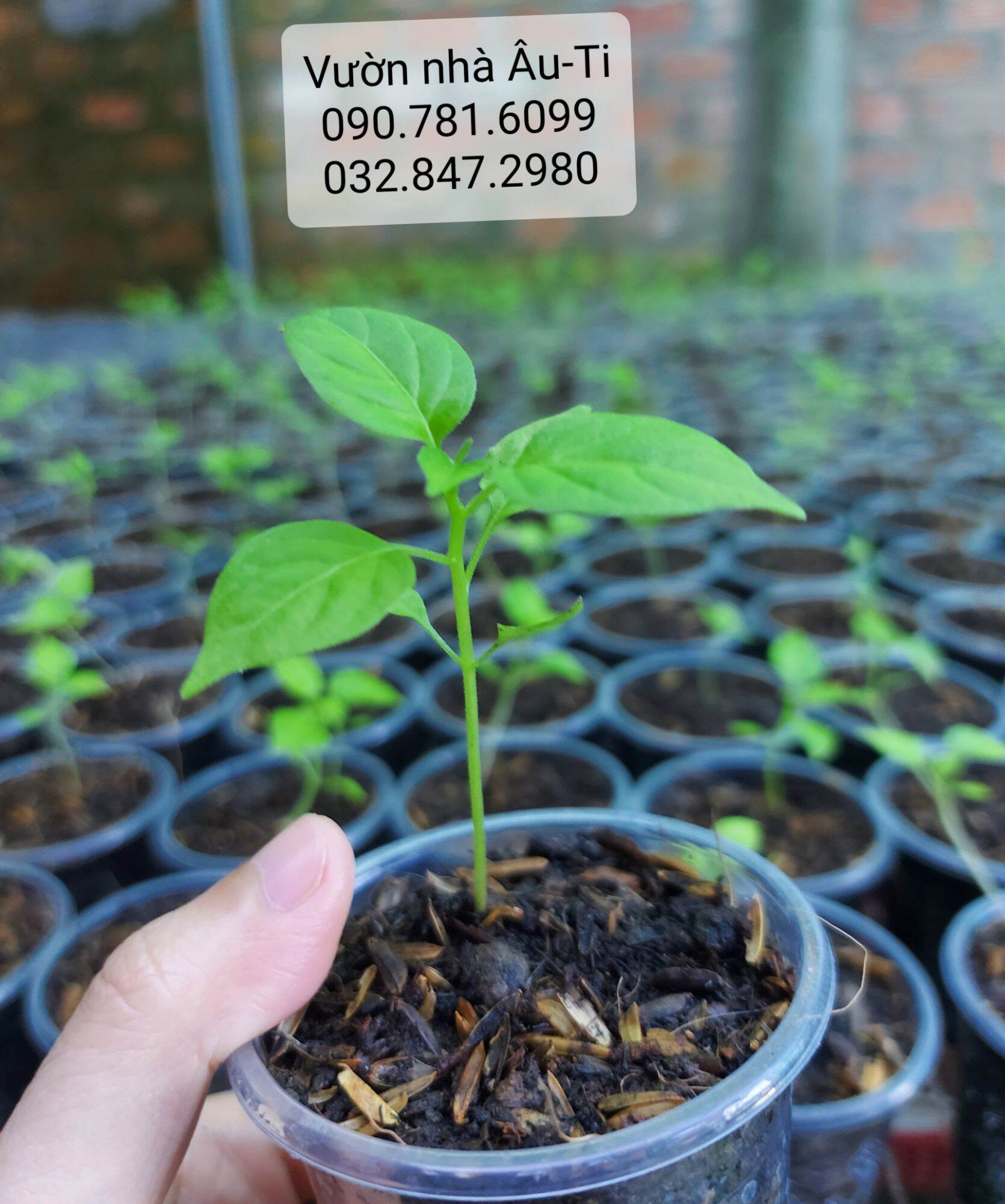 Cây ớt Peru Charapita ( 5 TẶNG 1 ), ớt đắt nhất thế giới