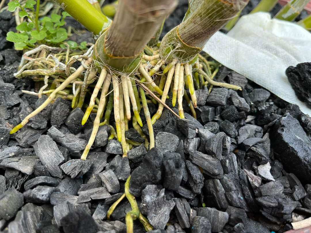 Than củi trồng lan đã qua xử lí 5kg đủ size