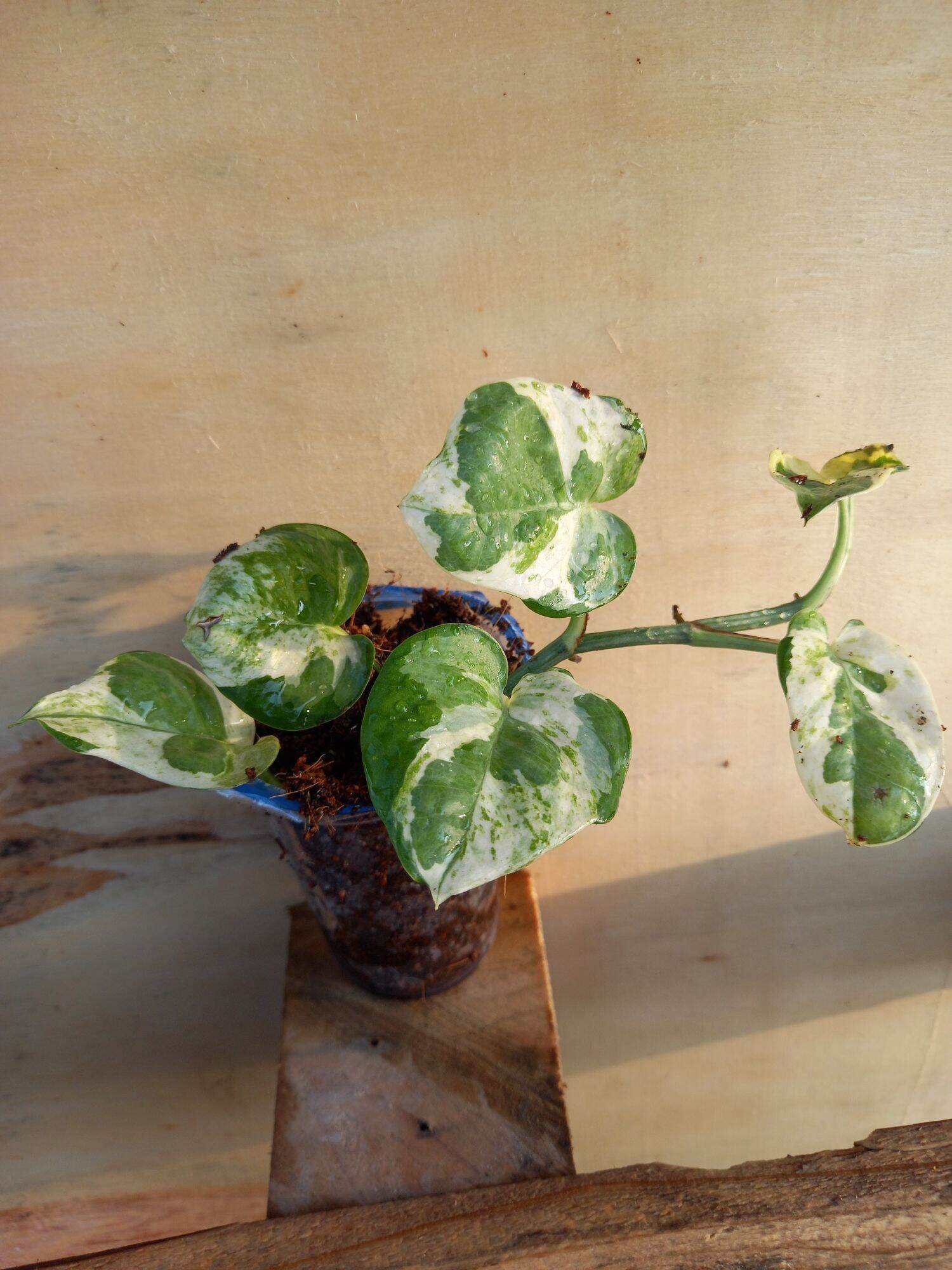 Trầu bà  cẩm thạch