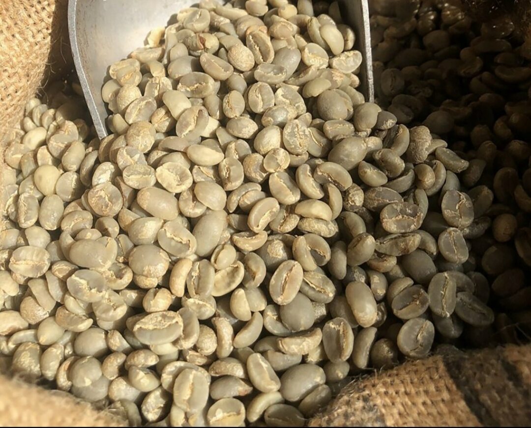 cafe cà phê nguyên hạt chưa rang daklak hữu cơ