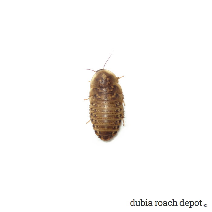 (100gr) gián Dubia size baby 0,8cm đến 1,5cm. Quý khách nhớ lấy Freeship Max để được giảm ship.