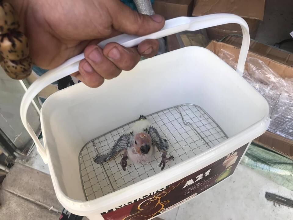 Vỉ lót nuôi chim non