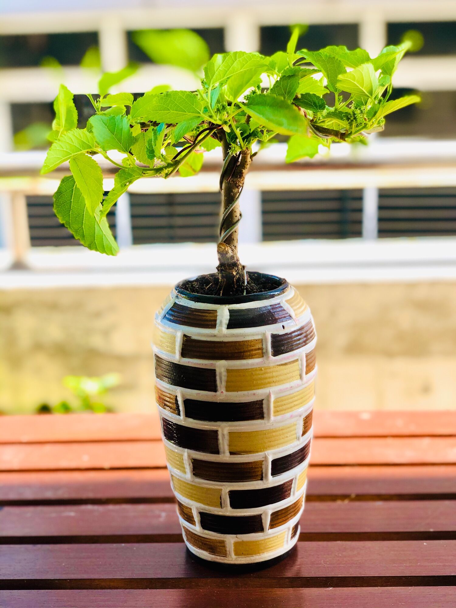 Chậu dâu tằm bonsai